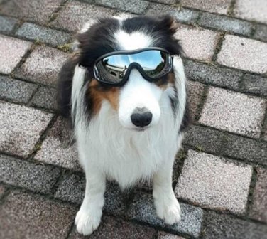 Dog glasses