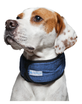 Dog collar Aqua coolkkeeper
