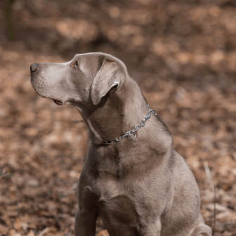 Stainless steel adjustable collar