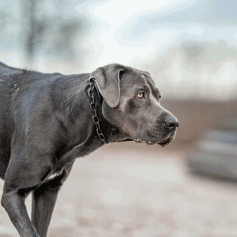 Stainless steel adjustable collar