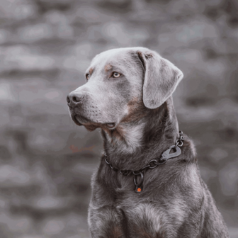 Stainless steel adjustable collar