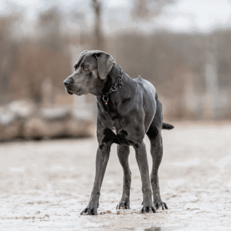 Stainless steel adjustable collar