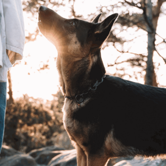 Stainless steel adjustable collar