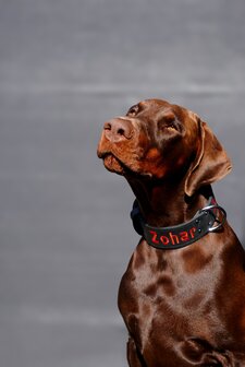 Halsband met geborduurde naam