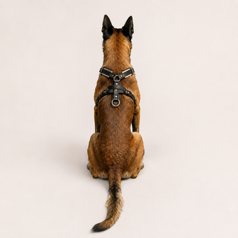 Leather Y - harness with handle