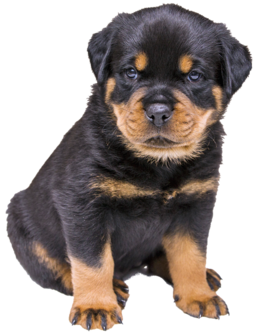  BARCA premium Puppy / Junior 