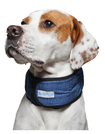 Dog collar Aqua coolkkeeper