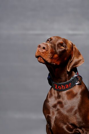 Halsband met geborduurde naam