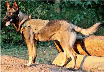 Tactical Harness coyote bruin